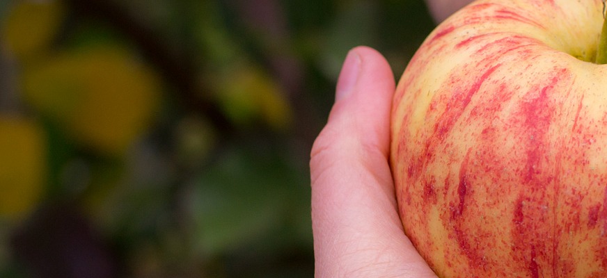 FacharbeiterIn Obstbau und Obstverwertung